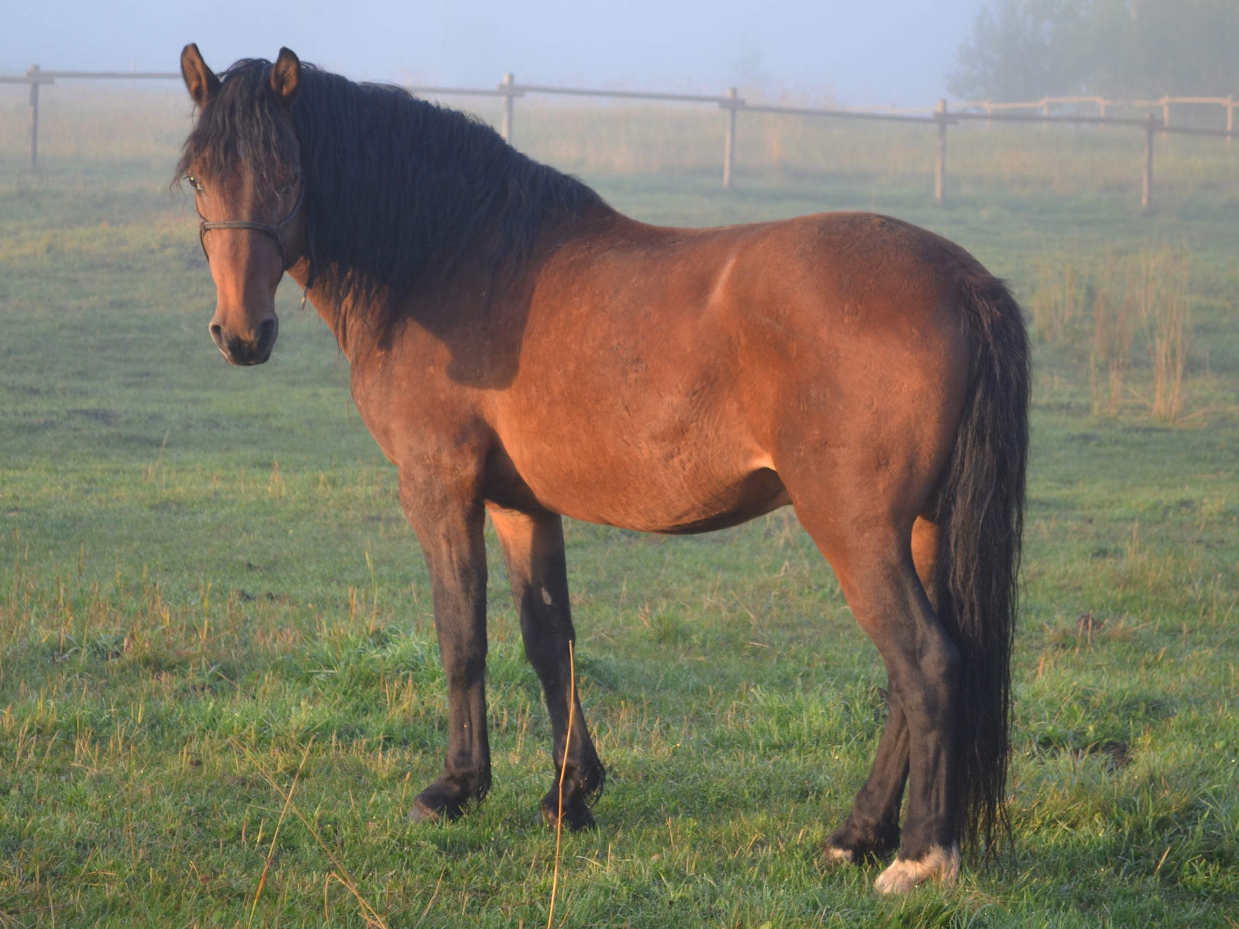 Zeus and Scott - Amazing Horse Country