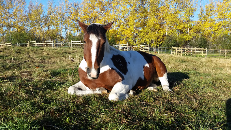 Bailey - Amazing Horse Country