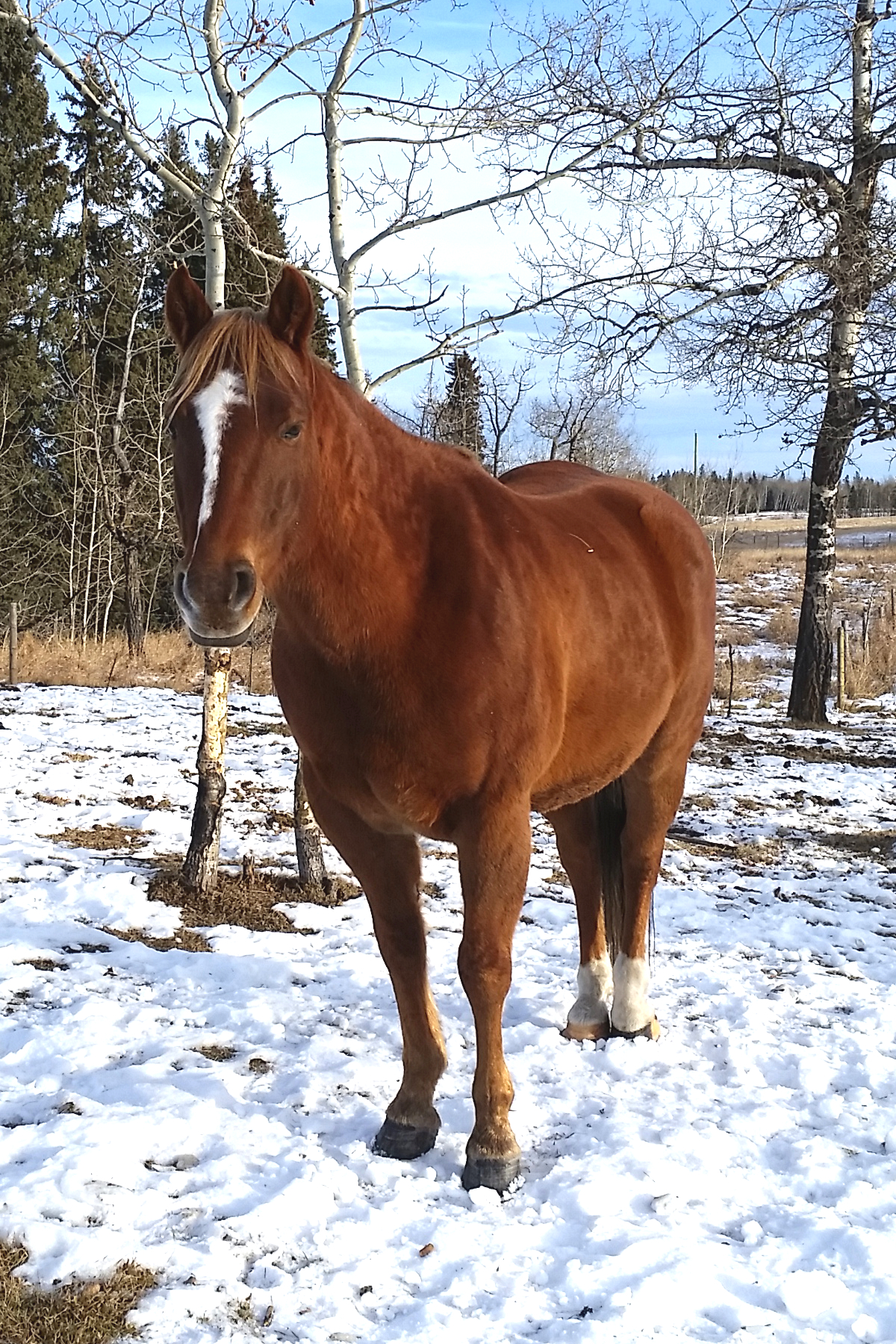 Ditch - Amazing Horse Country