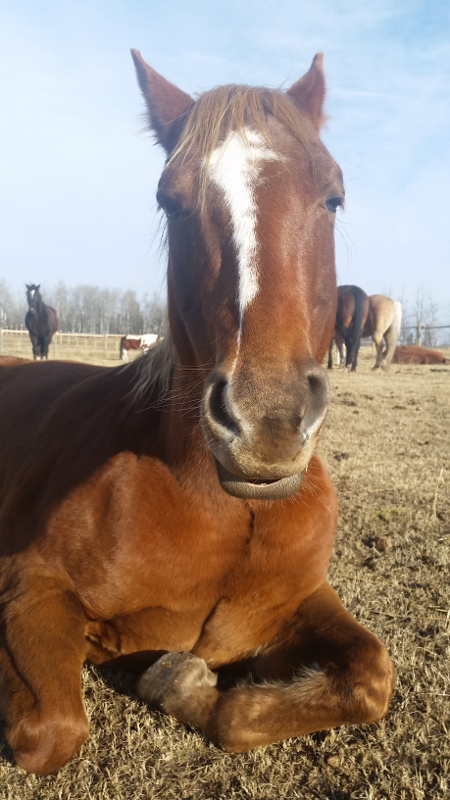 Ditch - Amazing Horse Country