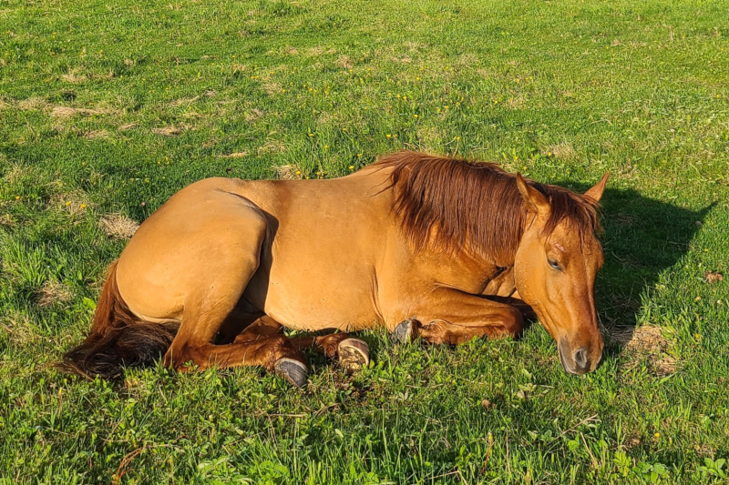 Bailey - Amazing Horse Country