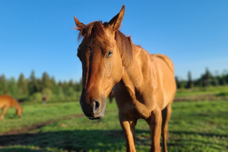 Bailey - Amazing Horse Country