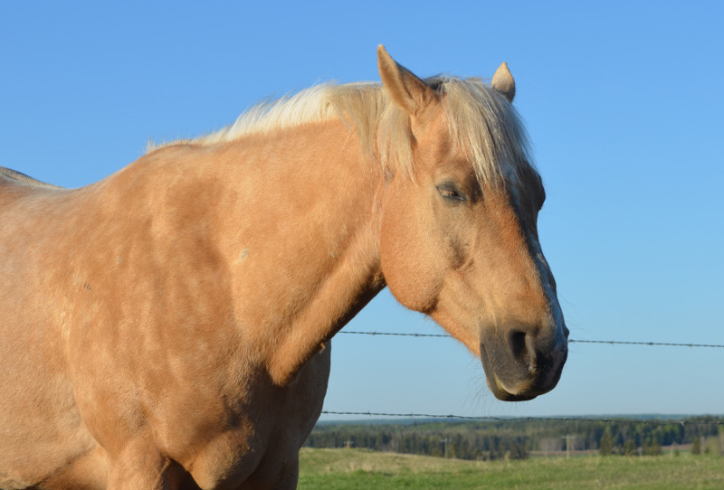 Ponkey - Amazing Horse Country