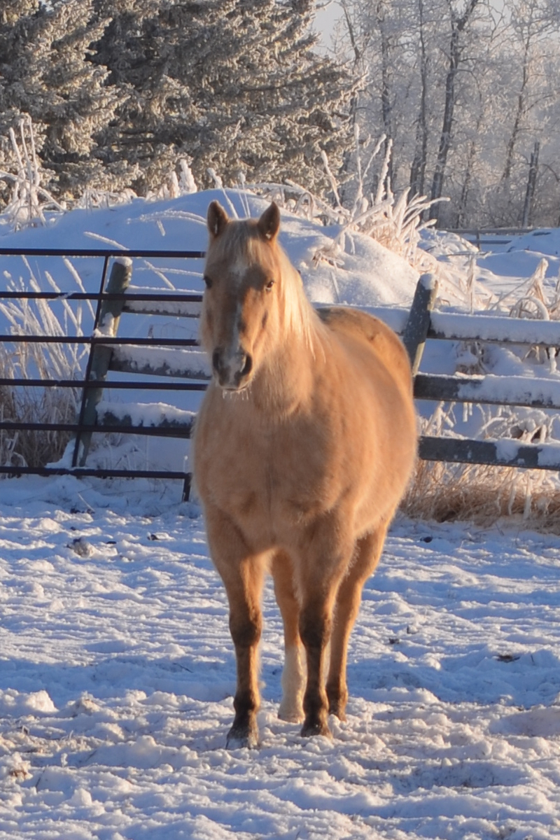 Ponkey - Amazing Horse Country