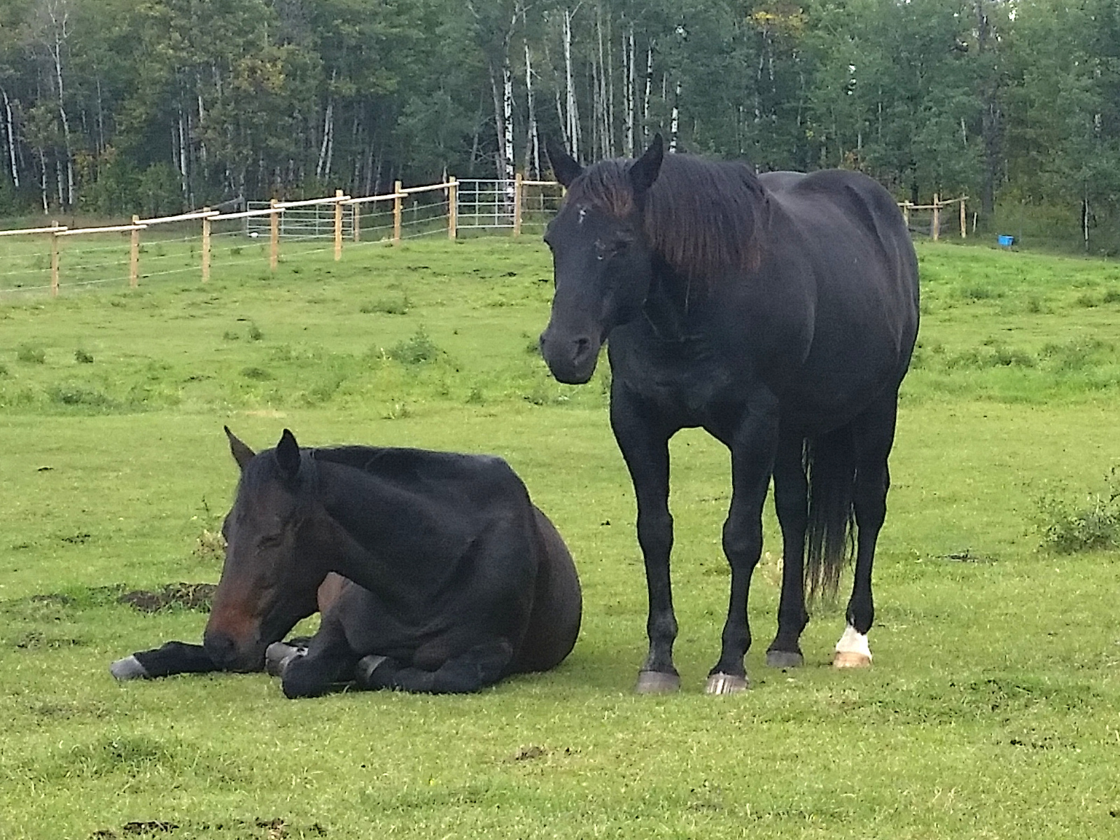 Ty and Belle - Amazing Horse Country