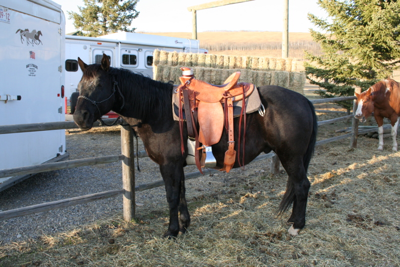 Ty and New Saddle - Amazing Horse Country