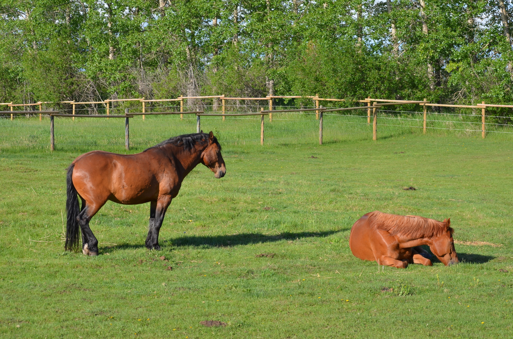 Zeus and scott - Amazing Horse Country