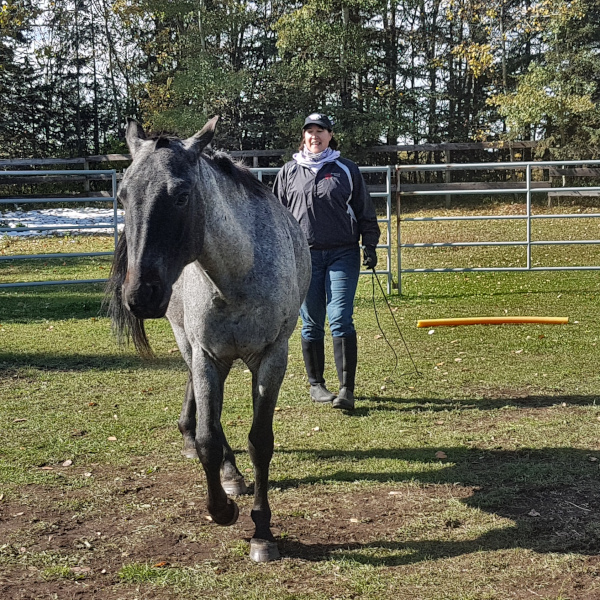 liberty horsemanship