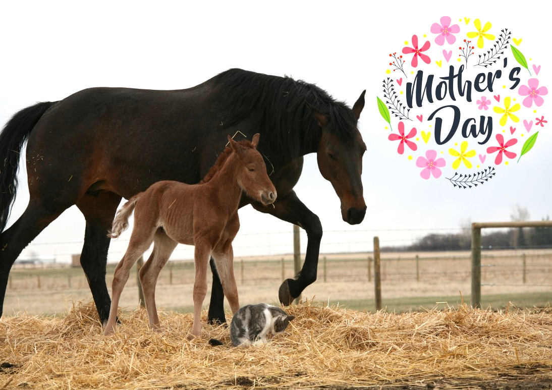 a mare and her foal
