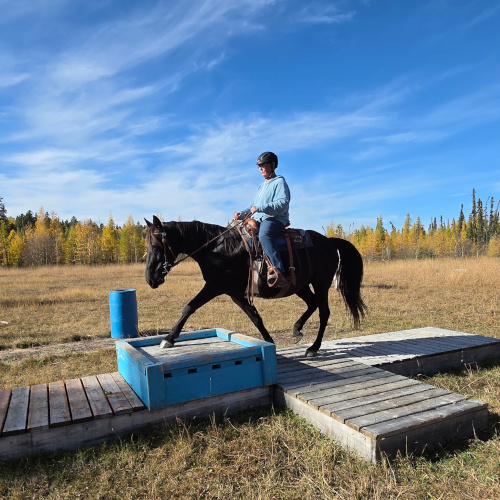 Horse and rider on an obstacle