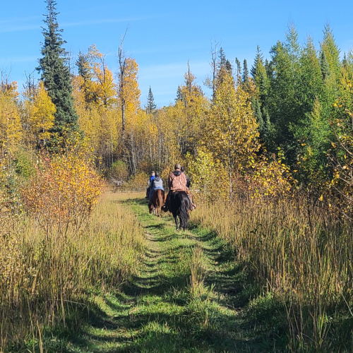 horseback riding in the forest