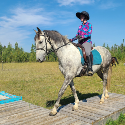 horse obstacle course