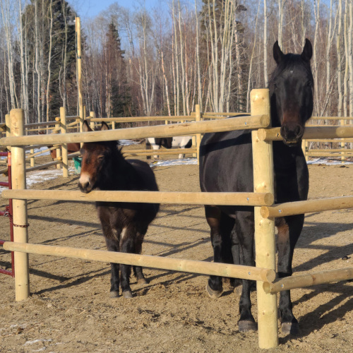 horse pens